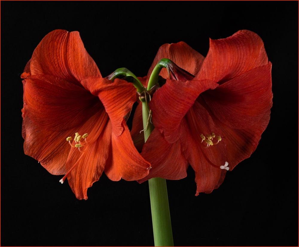 Orange Amaryllis